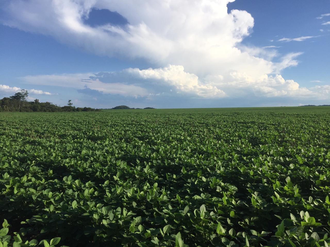 Agricultura